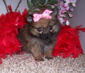 TinyToyPomeranianFemale